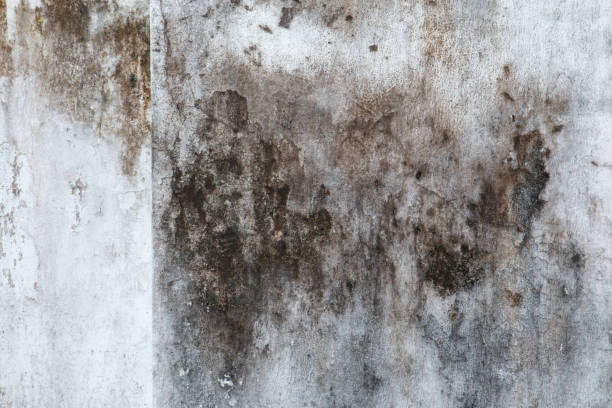 Best Industrial Mold Remediation  in Leon, IA