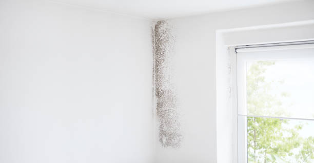 Best Black Mold Removal  in Leon, IA