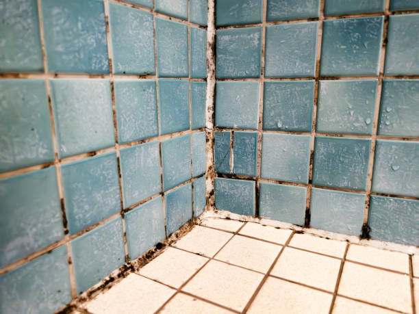 Trusted Leon, IA Mold Removal Experts