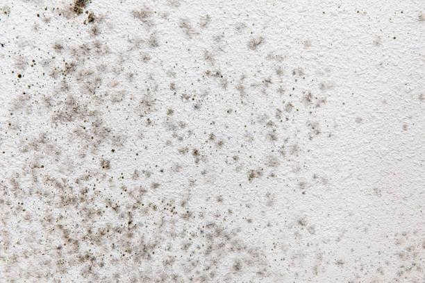 Best Dehumidification Services  in Leon, IA